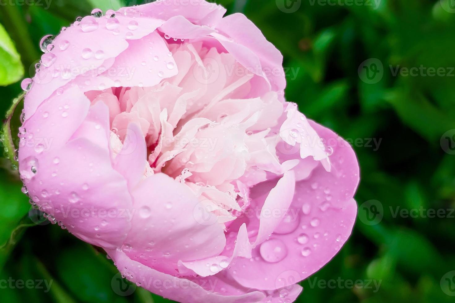 Beautiful pink rose with water drops on a green background of foliage photo