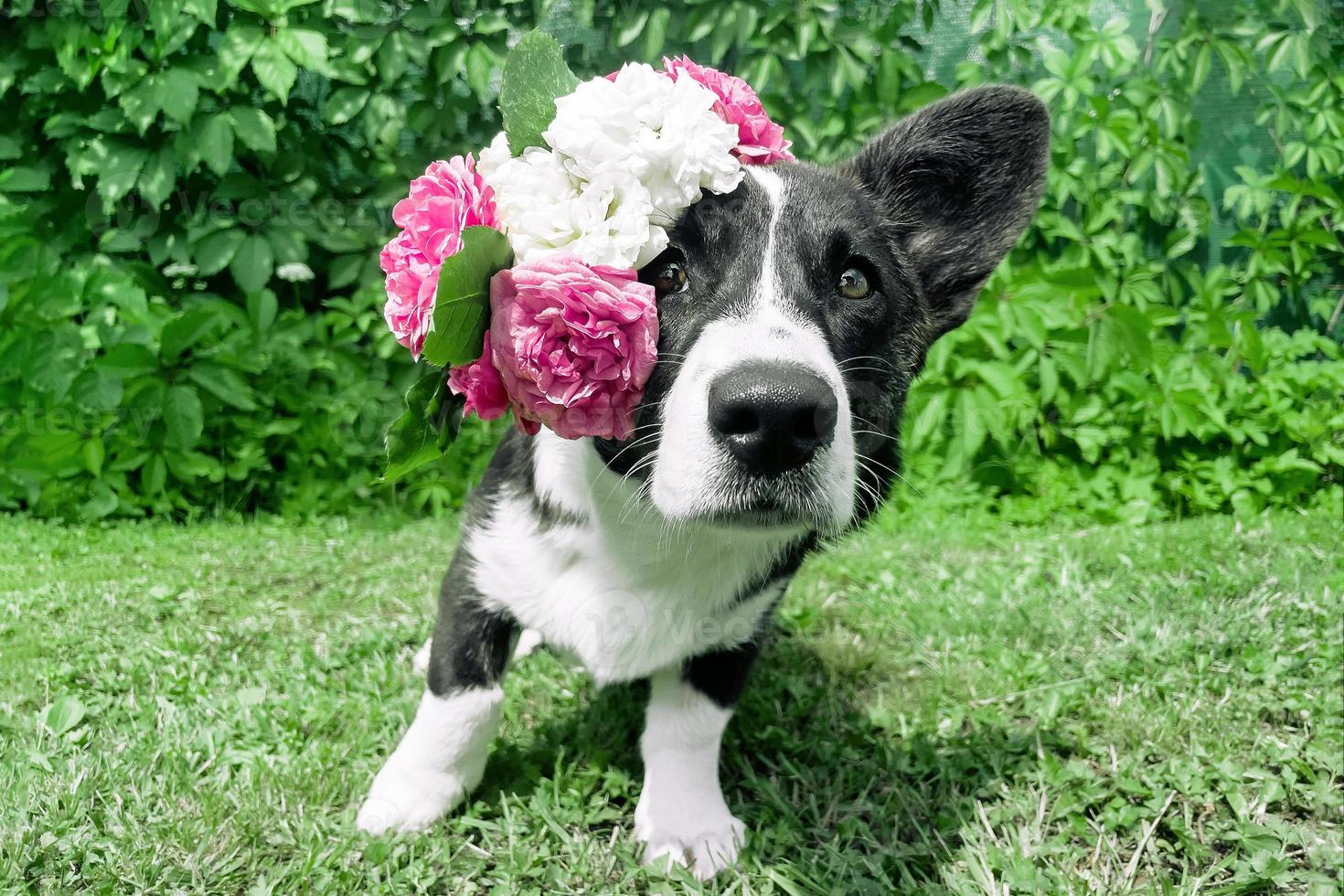 A dog of the breed of Wales Corgi Pembroke on a walk in the summer forest photo