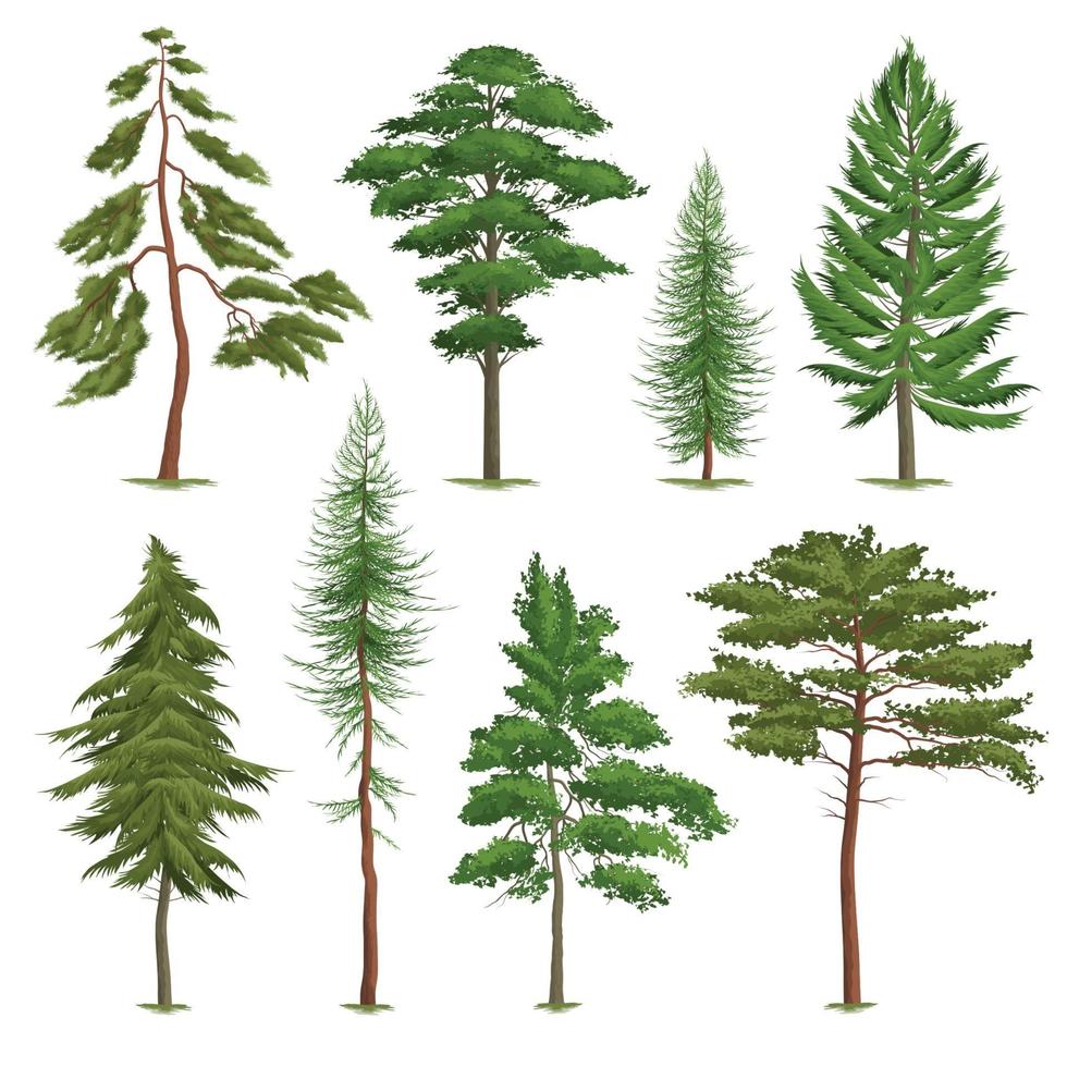 Realistic Pine Trees Set Vector Illustration