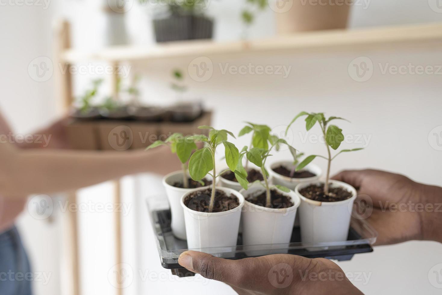 Friends having a sustainable garden indoors photo