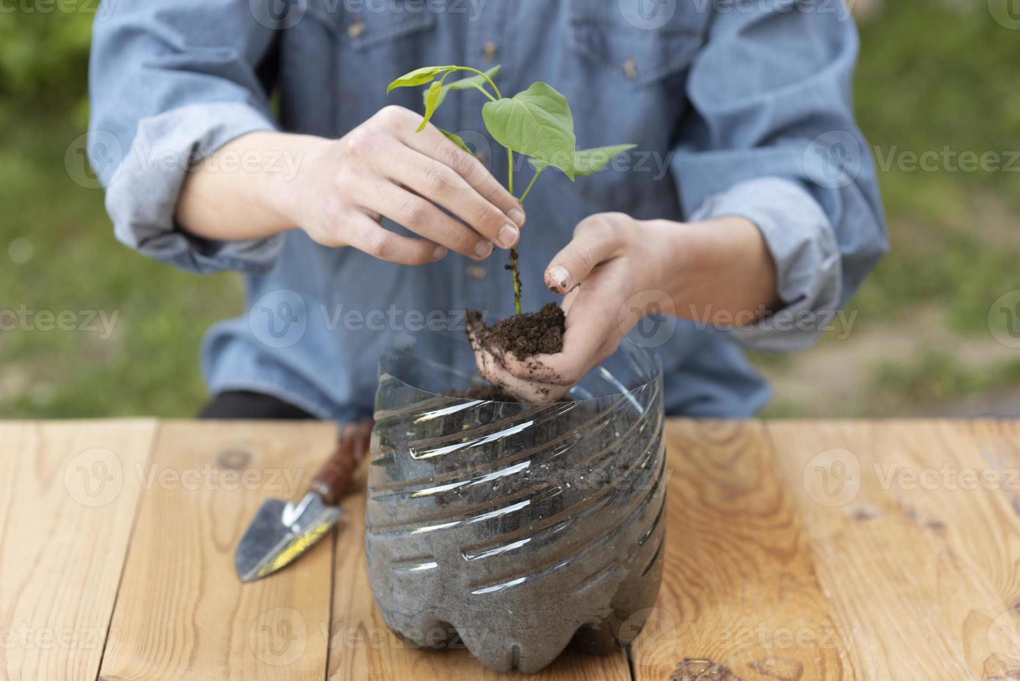 una planta en una maceta de plástico foto