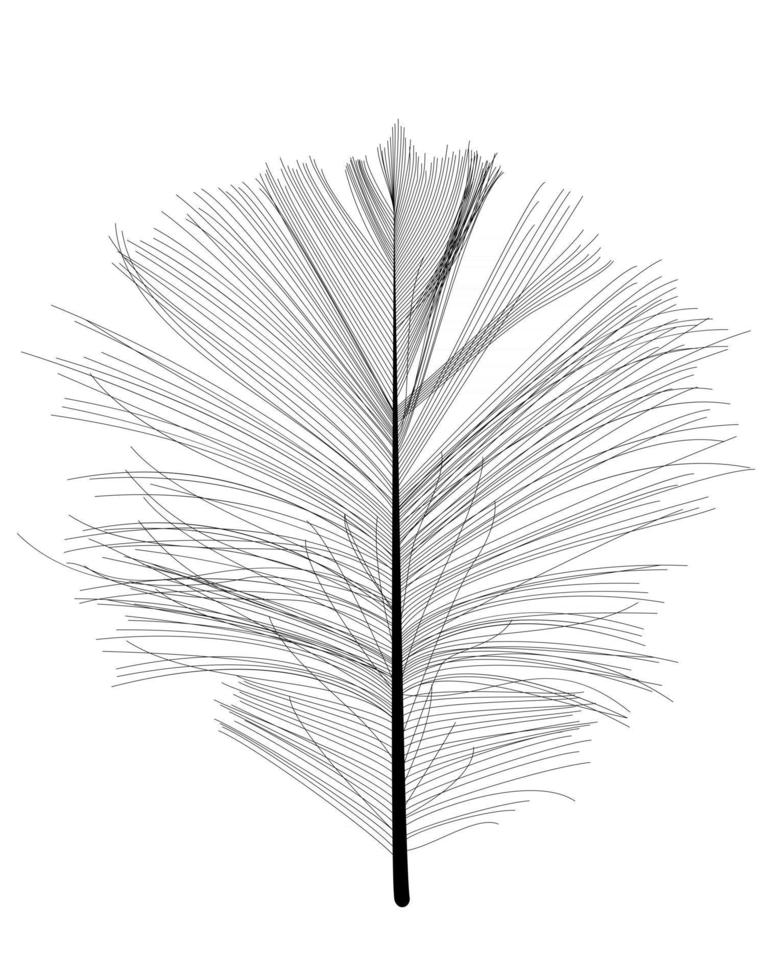 Black Bird Feather Drawn in Vector Illustration.