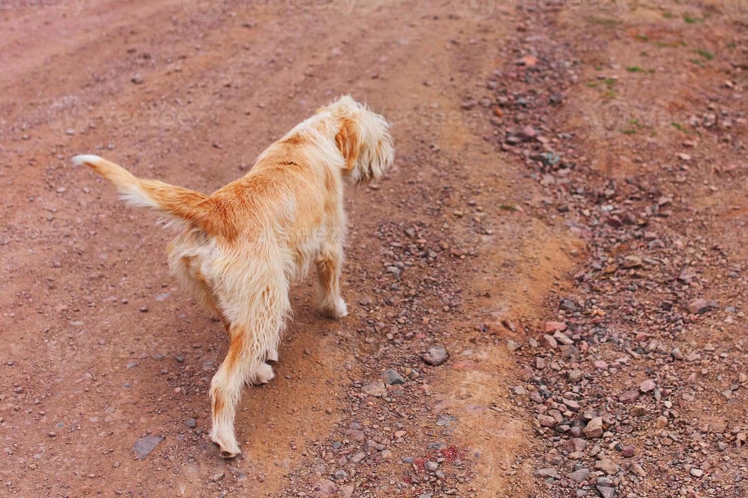 Large orange dog walks along a sandy path. photo