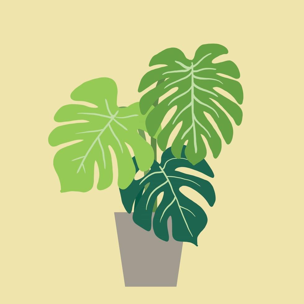 monstera deliciosa, la planta de queso suizo, una popular planta decorativa de la casa nativa de la selva tropical. vector