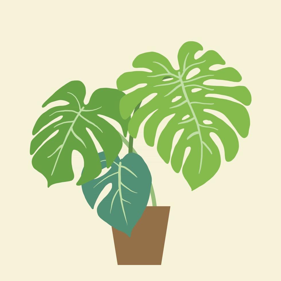 monstera deliciosa, la planta de queso suizo, una popular planta decorativa de la casa nativa de la selva tropical. vector