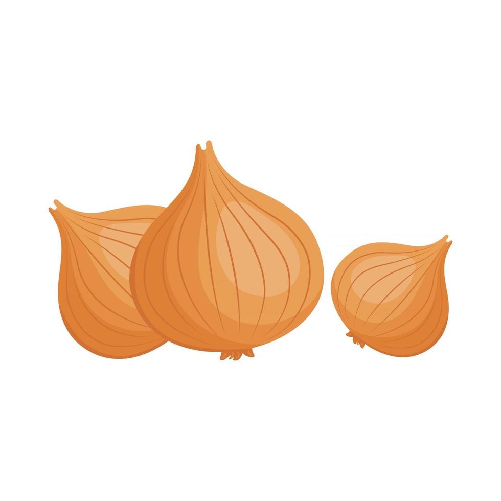 onions bulbs set vector