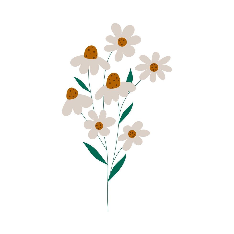 Hand drawn camomile flowers. Flat illustration in modern design. vector