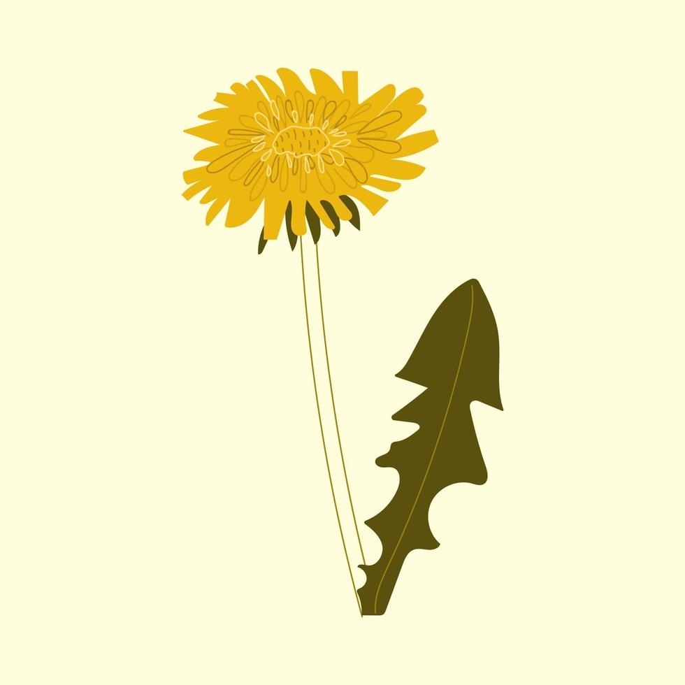 Hand drawn dandelion flower. Flat illustration. vector