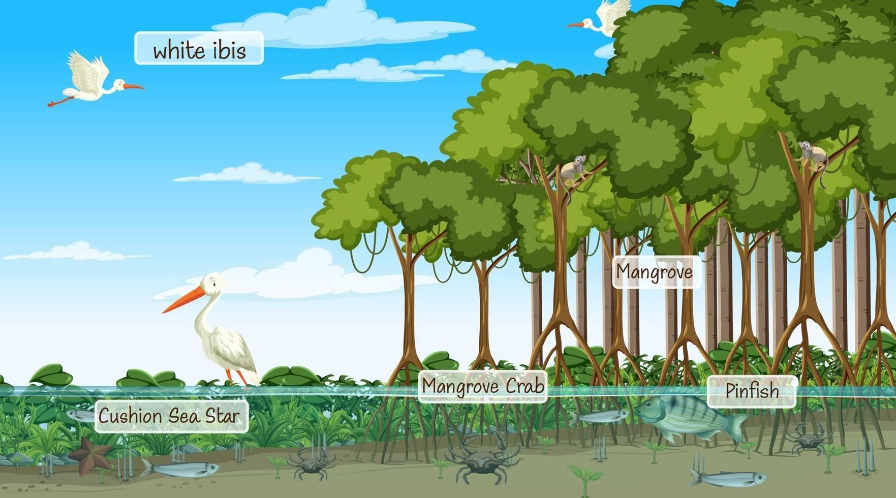 animales salvajes con nombre de etiqueta en la escena del bosque de manglares vector