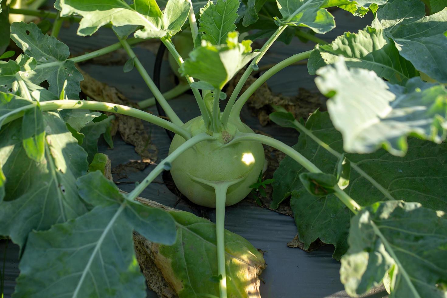 Kohlrabi cabbage or turnip plant growing in in the garden photo