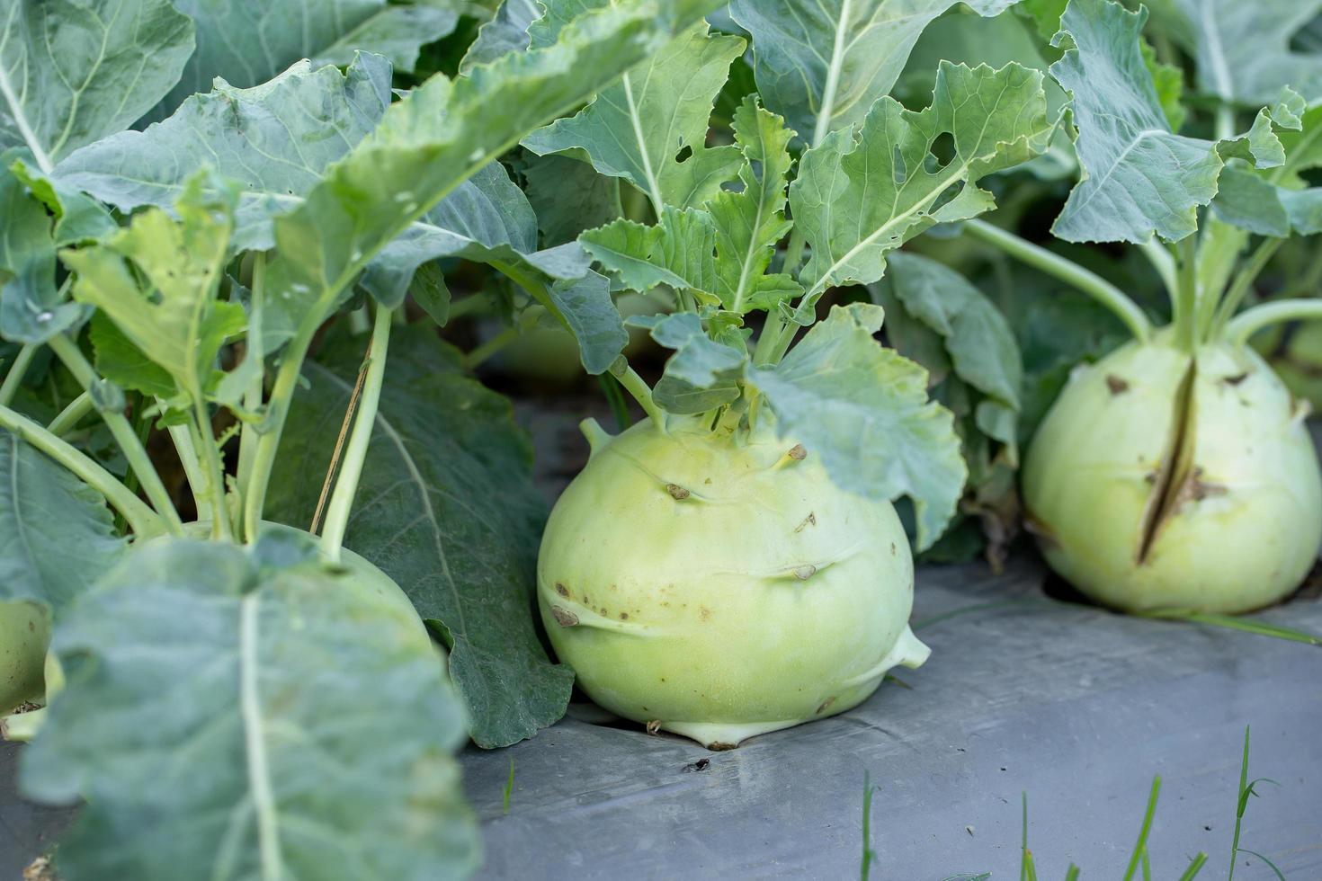 Kohlrabi cabbage or turnip plant growing in the garden photo
