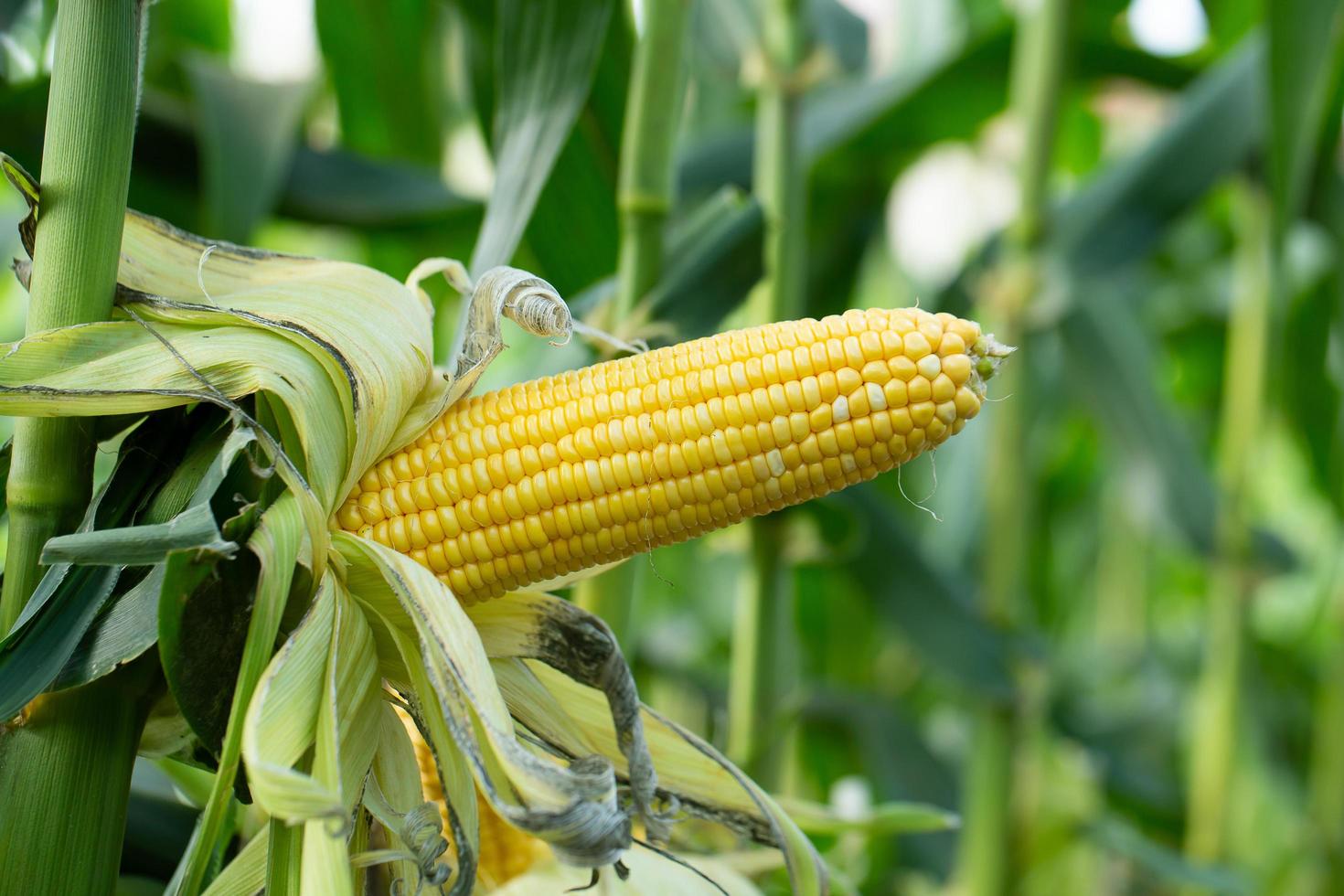 Maíz amarillo en hojas verdes en un campo agrícola foto