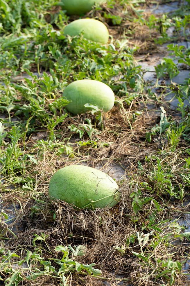 Green watermelon growing in the garden photo