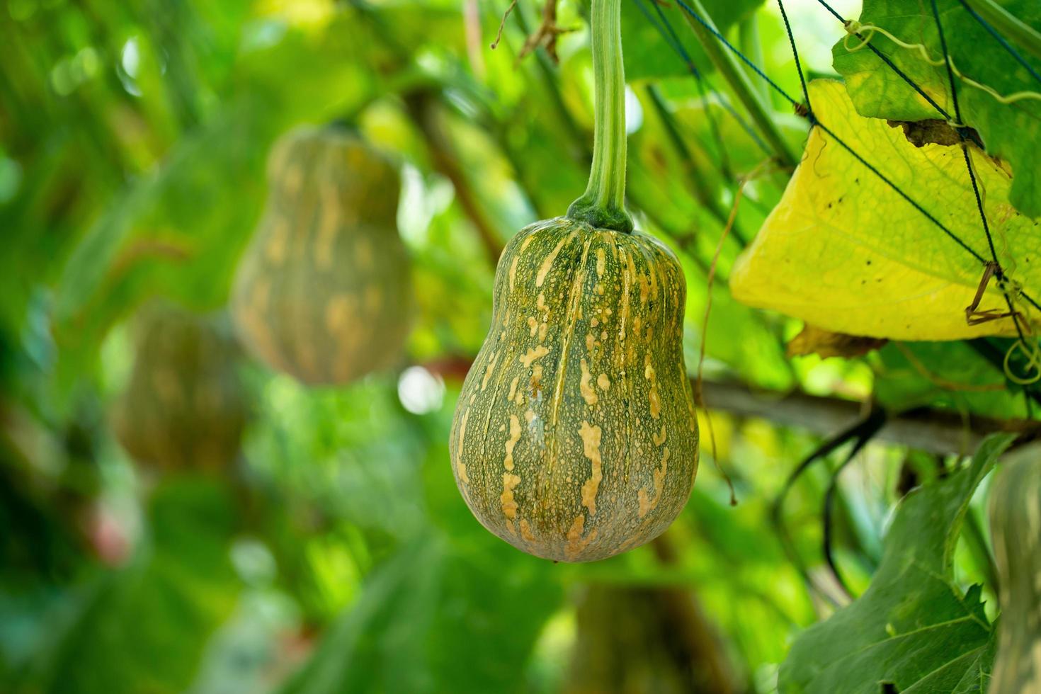 Pumpkins hanging from the bamboo fence  in the garden photo