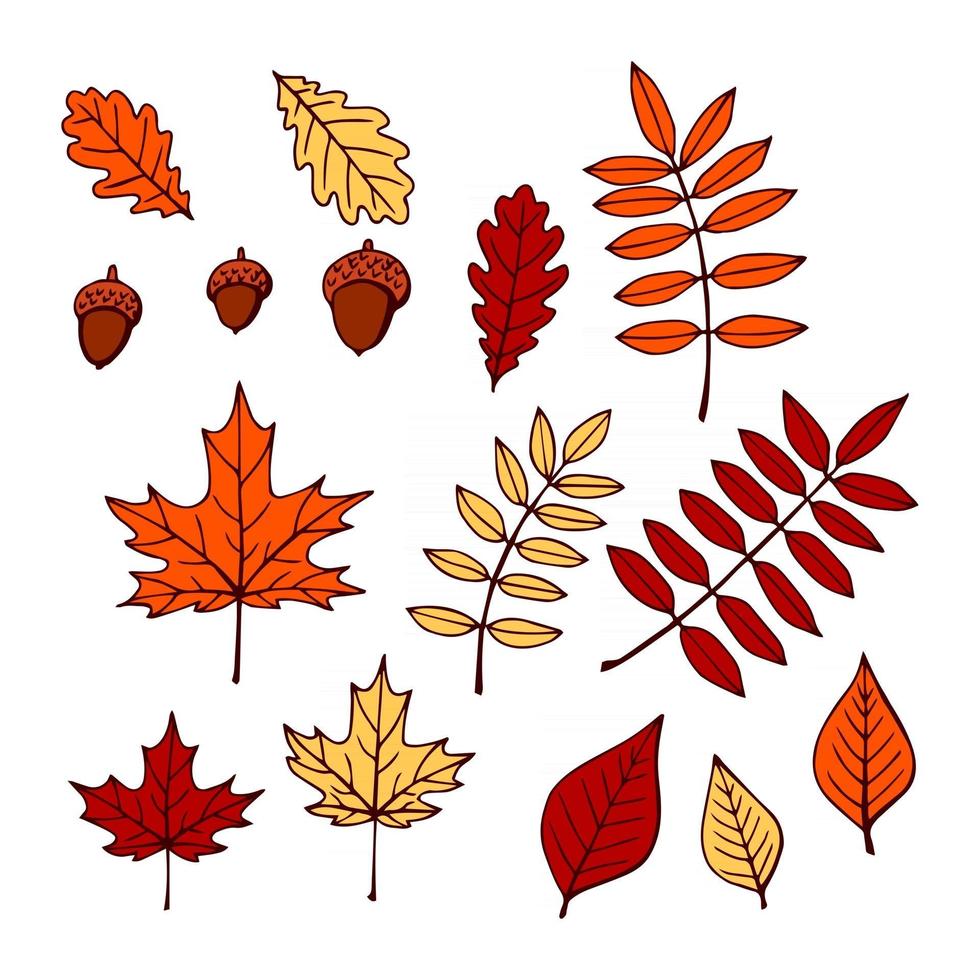 Set of autumn leaves. Foliage of different kinds of trees. Colorless seasonal dry flora. Vector illustration