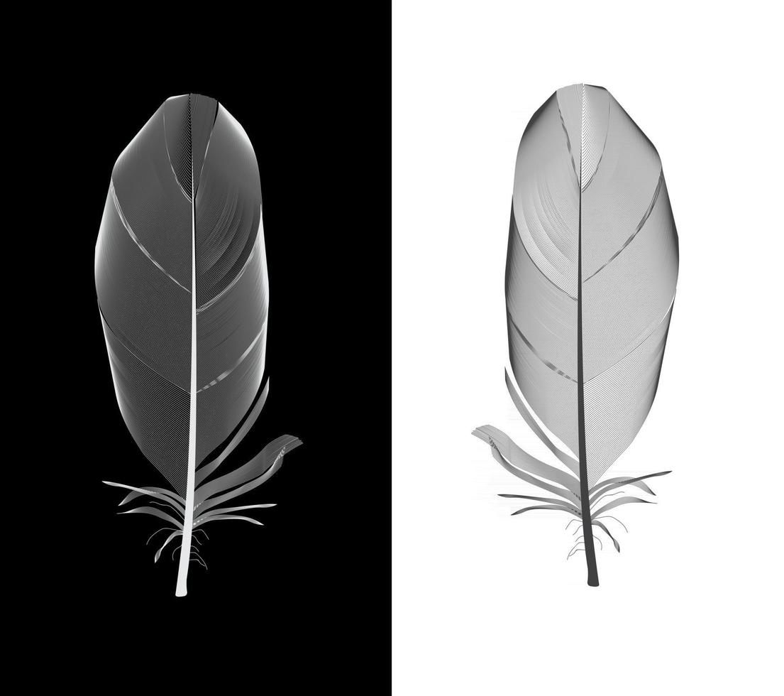 Black and White Bird Feather Drawn in Vector Illustration.