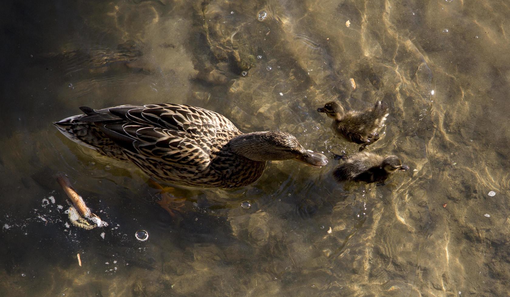 Un pato con sus patitos en el río manzanares, parque Madrid Río, Madrid España foto