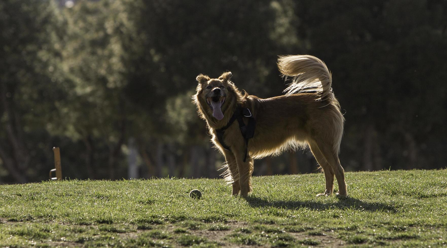 A dog having fun with his ball in the Madrid Rio Park, Madrid Spain photo
