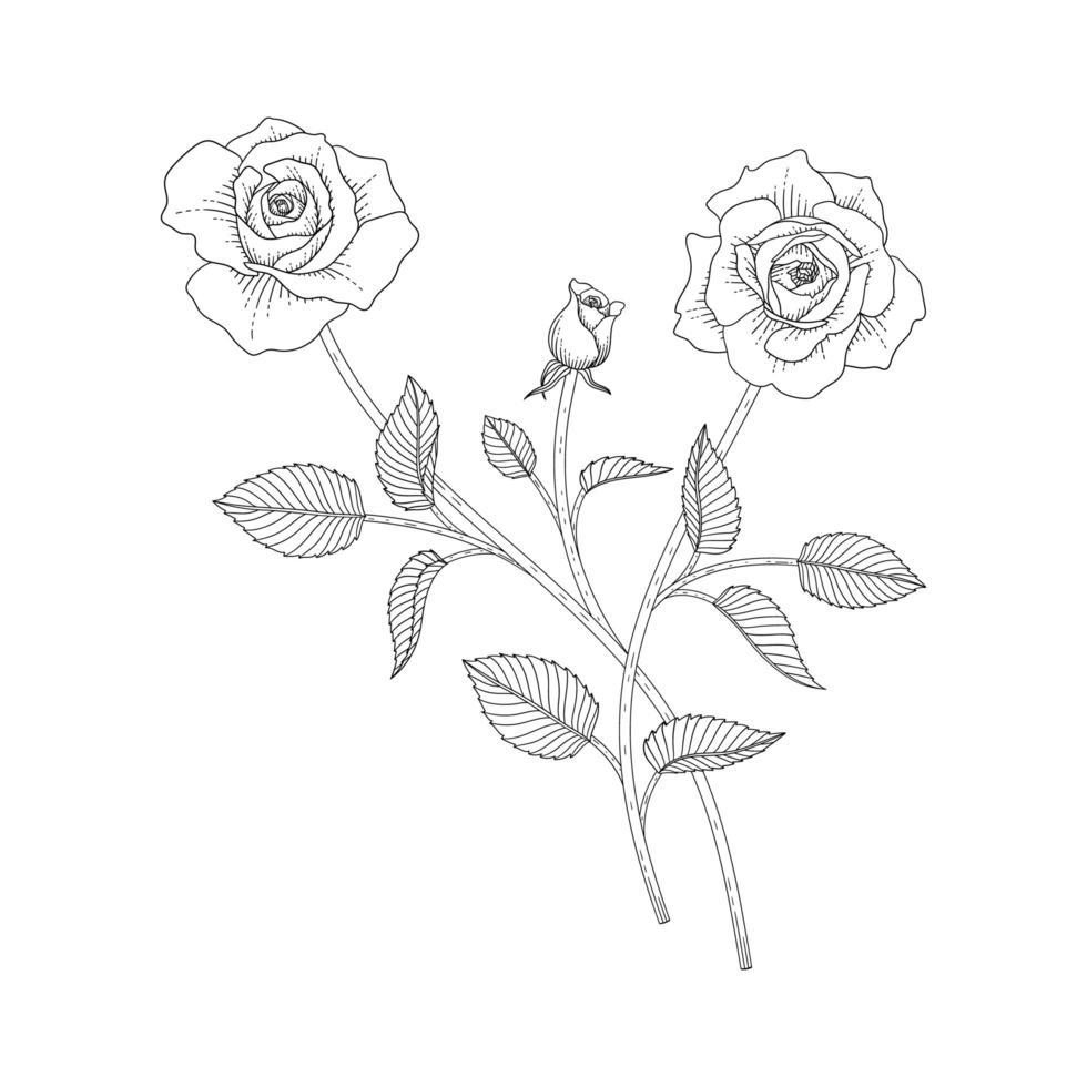 Hand drawn rose floral illustration. vector