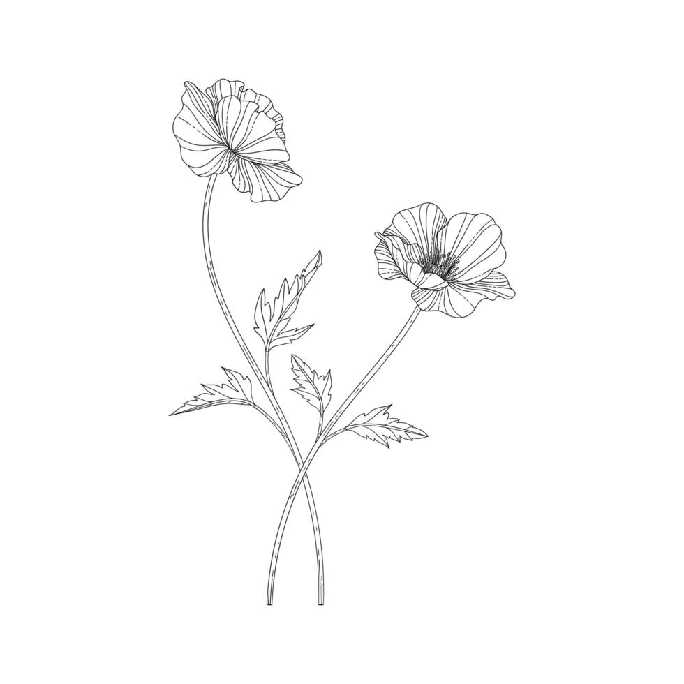 Hand drawn poppy floral illustration. vector