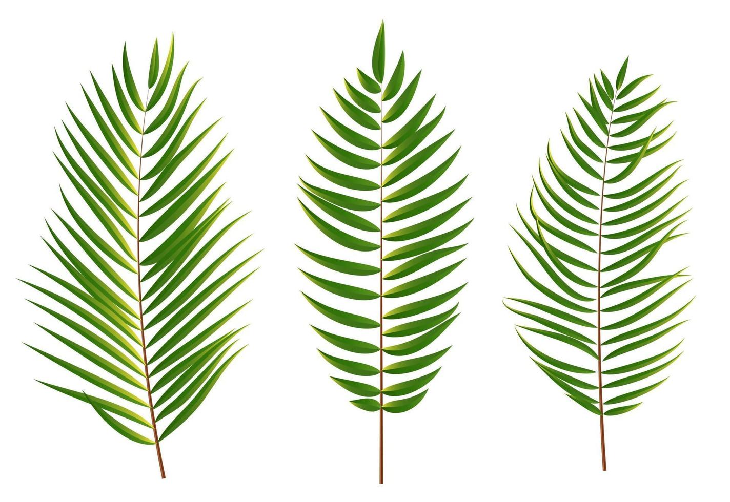 silueta de hoja de palmera aislada sobre fondo blanco vector