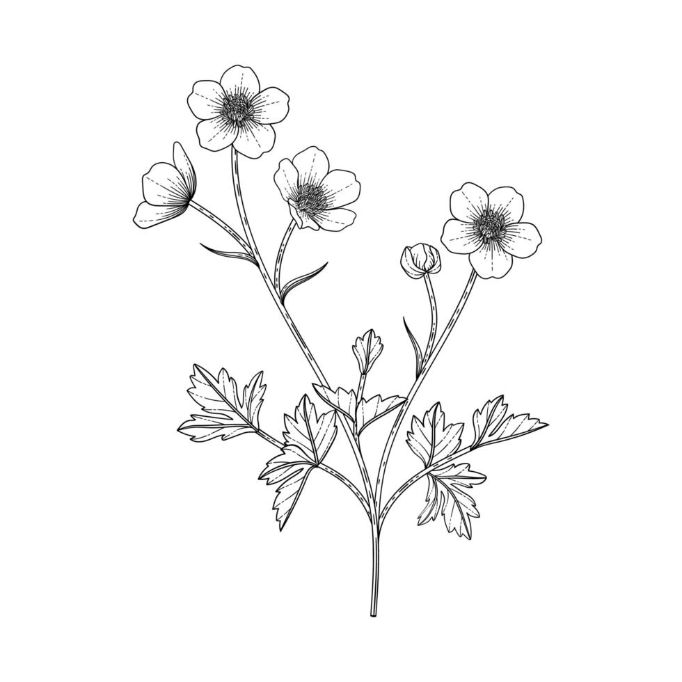 Hand drawn buttercup floral illustration. vector