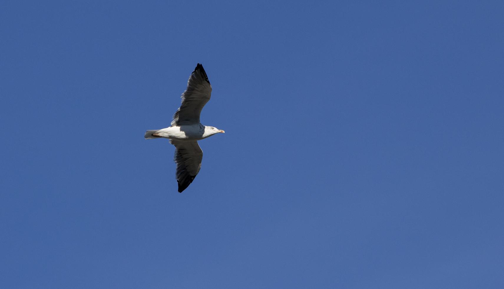 Nile goose bird flying over the Madrid Rio Park in Madrid, Spain photo