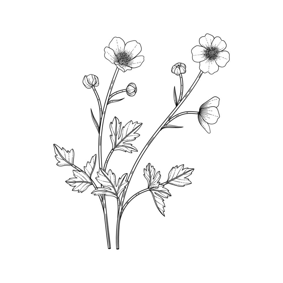 Hand drawn buttercup floral illustration. vector