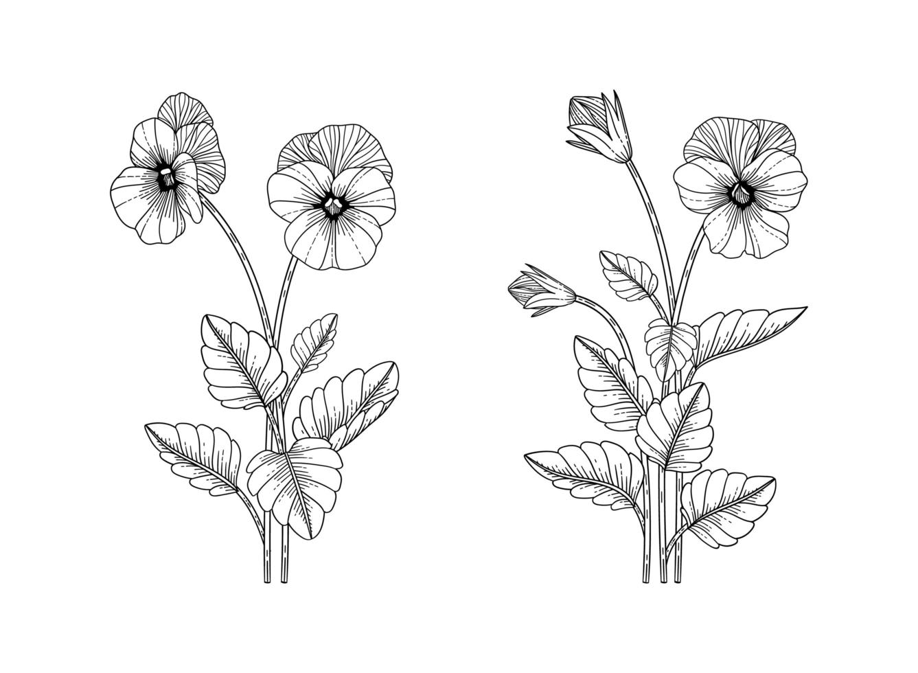 Hand drawn pansy floral illustration. vector