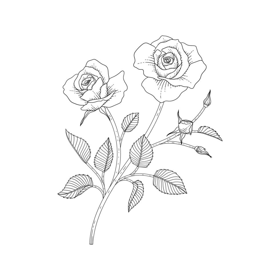 Hand drawn rose floral illustration. vector