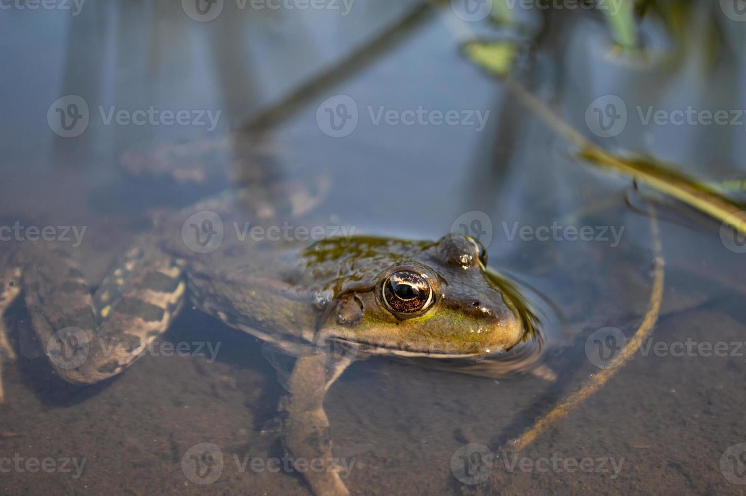 Green frog on the river bank stuck its head out of the water photo