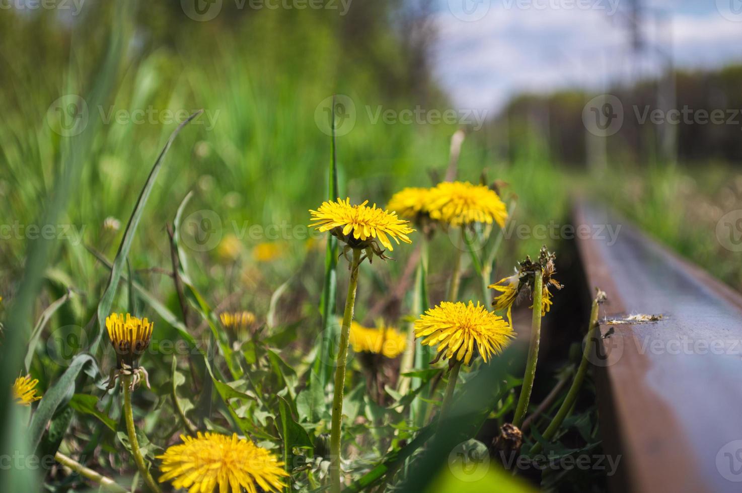 Flor amarilla de diente de león closeup junto a la vía férrea foto