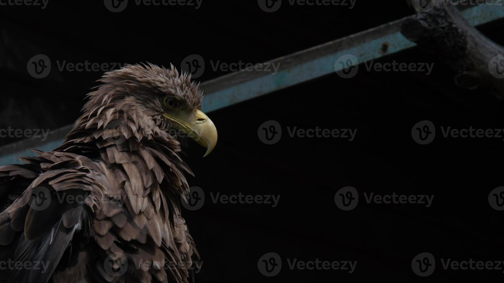 Primer plano del águila de cola blanca adulta. águila ucraniana foto