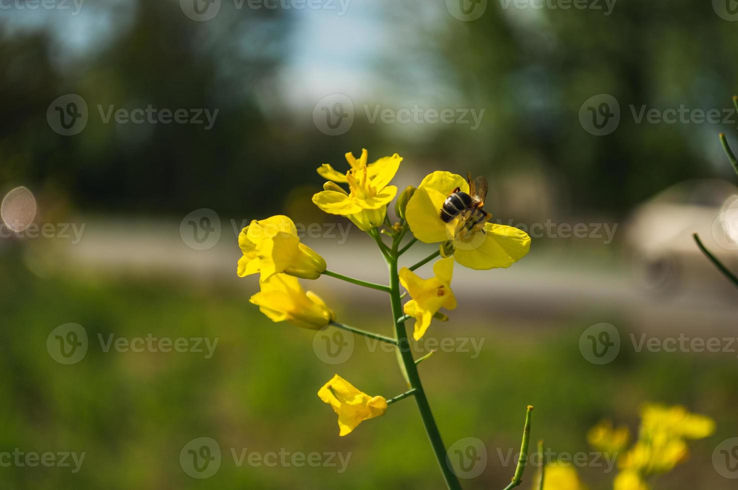 Yellow rapeseed or canola flowers, grown for the rapeseed oil photo