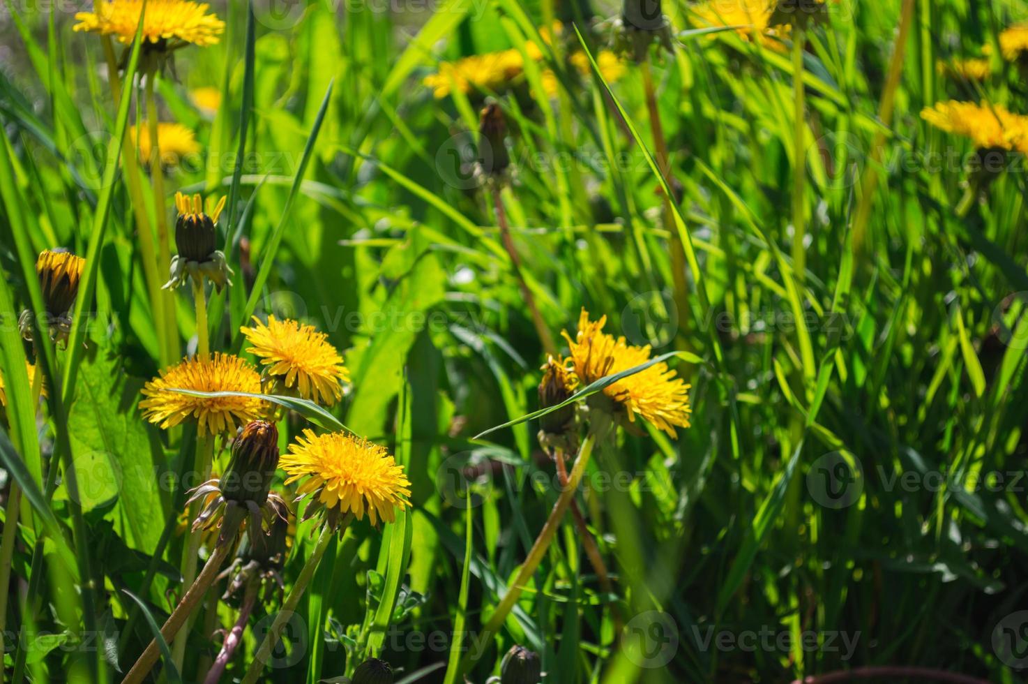 Flor amarilla de diente de león closeup en campo verde foto