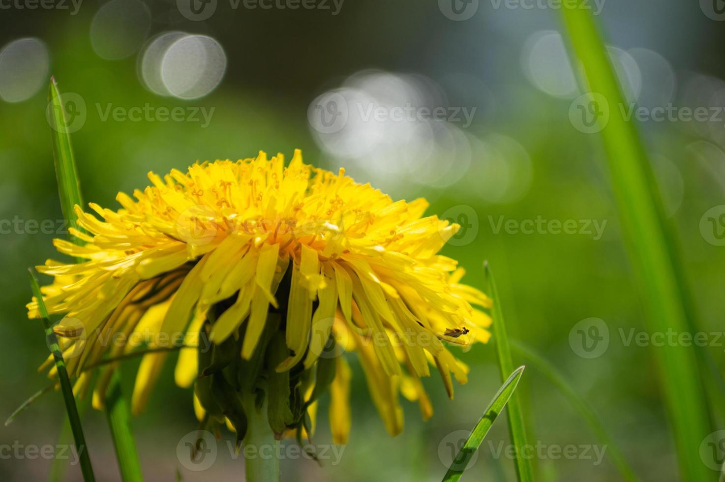 Flor amarilla de diente de león closeup en campo verde foto