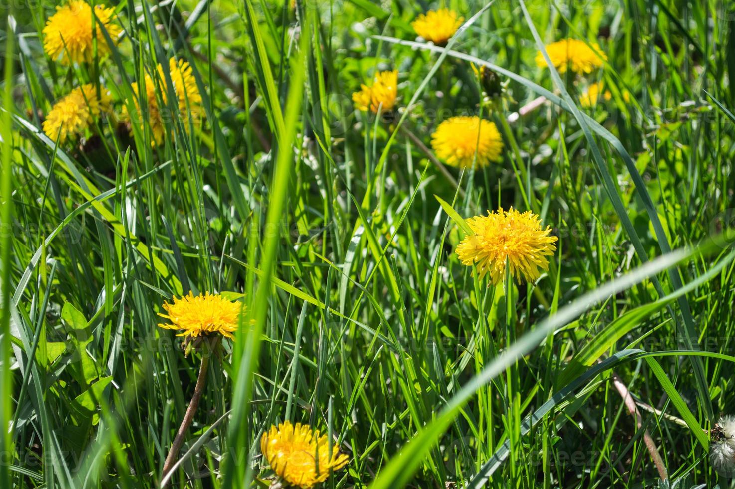 Yellow blooming flower of dandelion closeup on green field photo