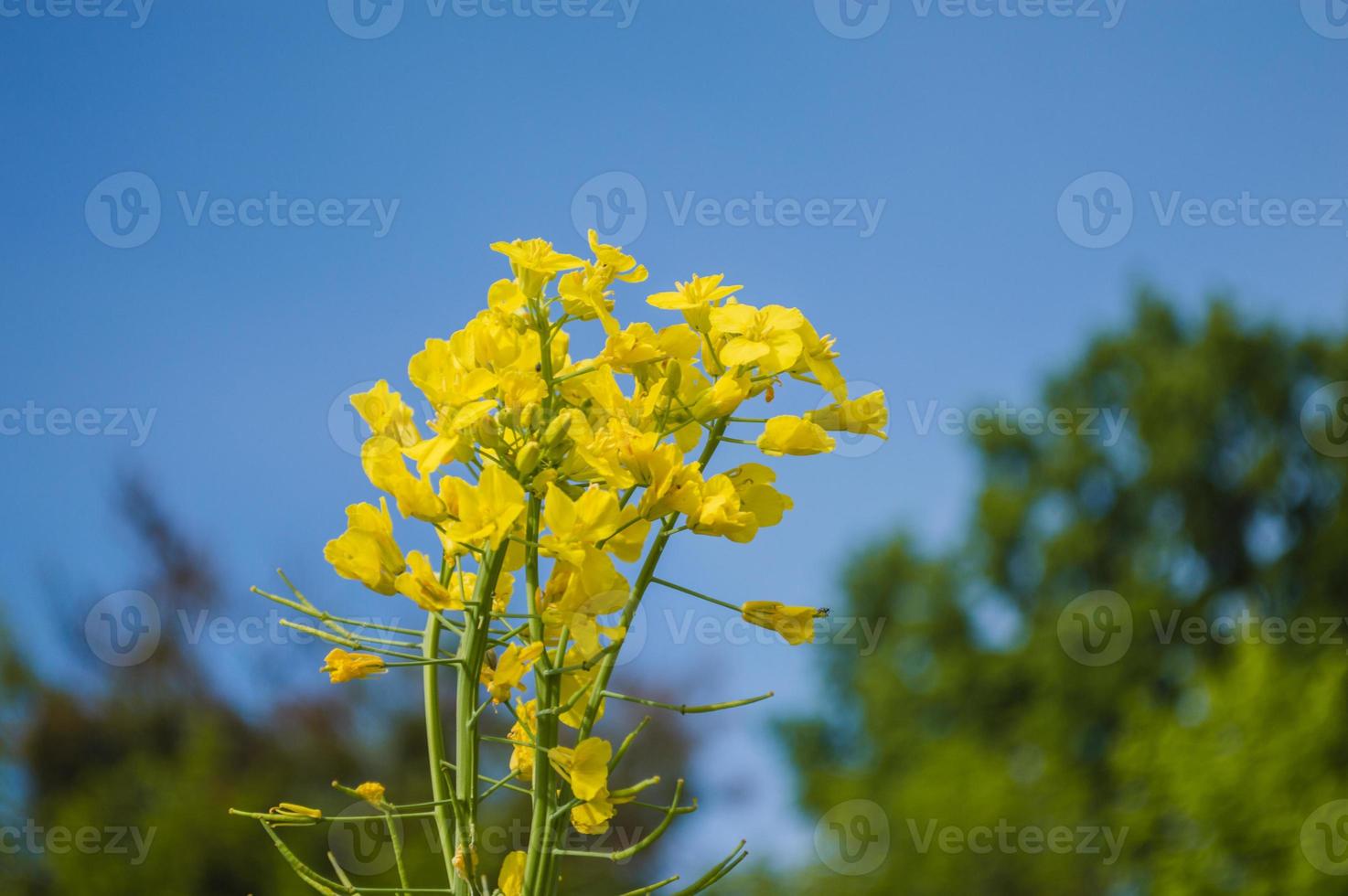 Yellow rapeseed or canola flowers, grown for the rapeseed oil photo