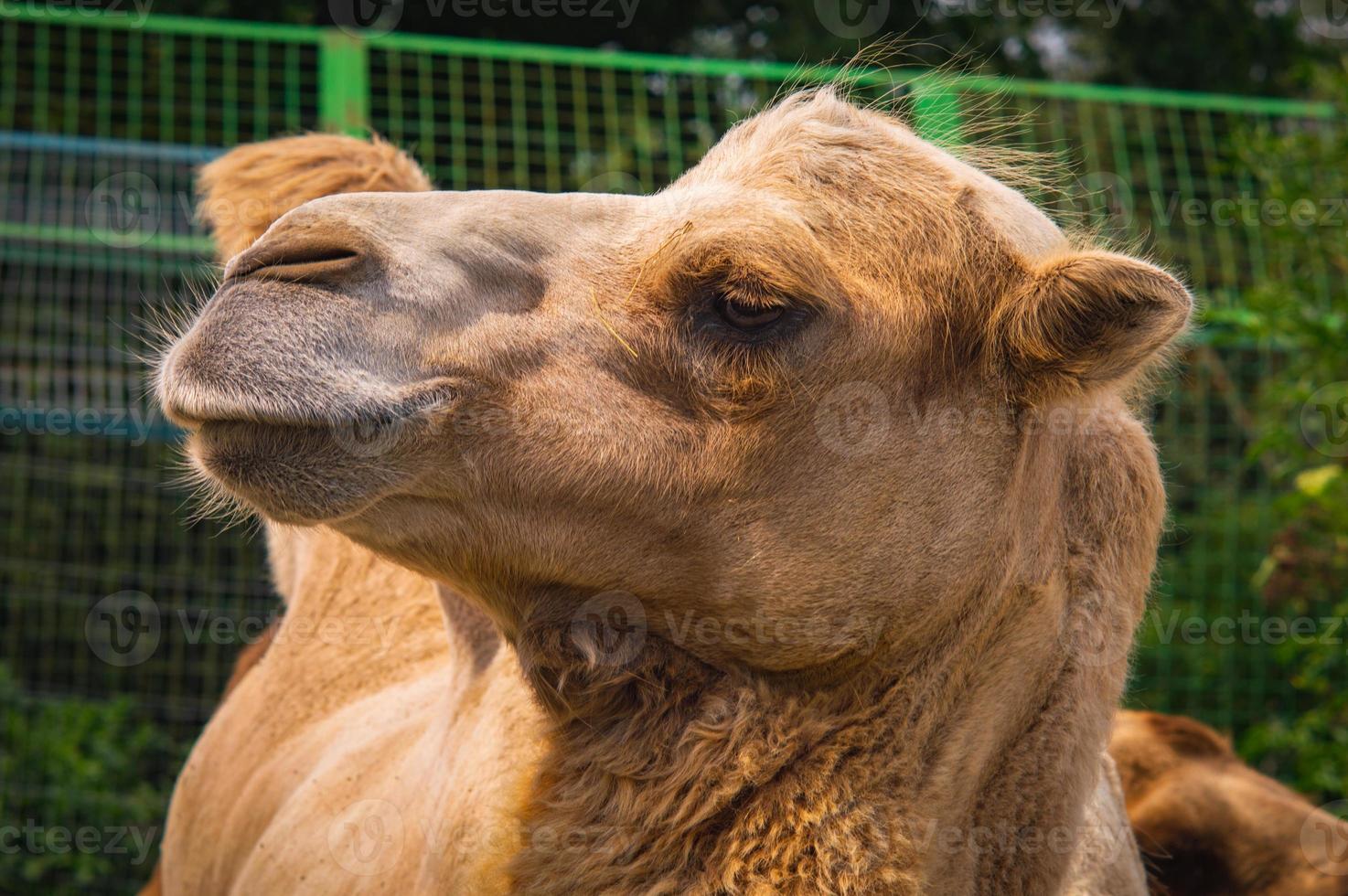 Face of camel closeup in farm photo