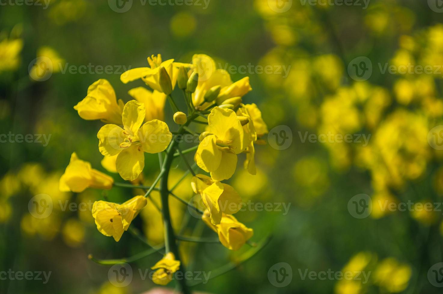 Yellow rapeseed or canola flowers, grown for the rapeseed oil photo