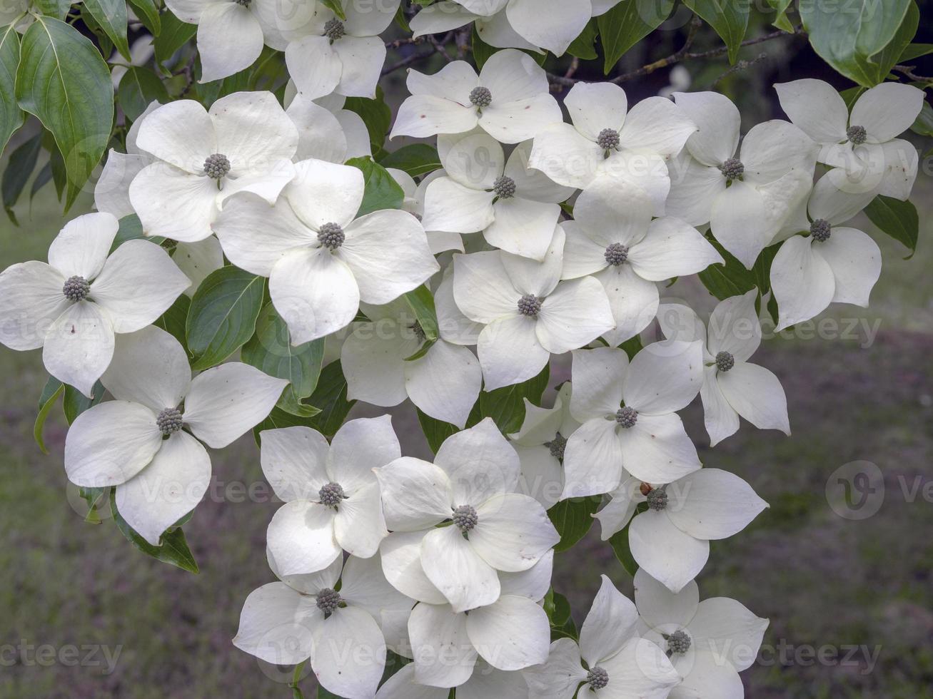 flor de cornejo blanco cornus kousa variedad madame butterfly foto