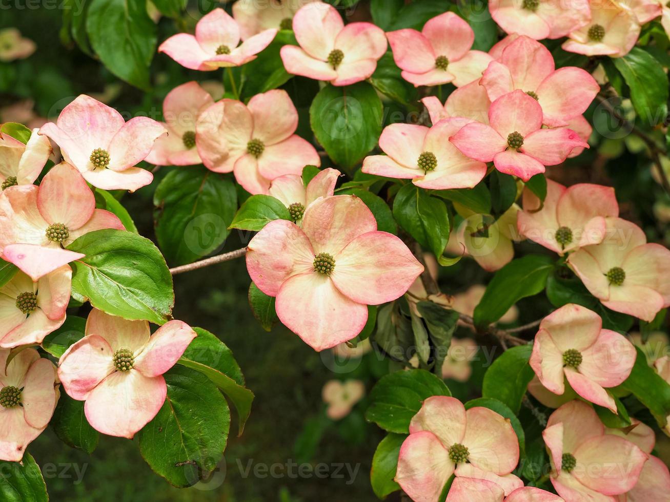 flor de cornejo rosa cornus kousa variedad señorita satomi foto