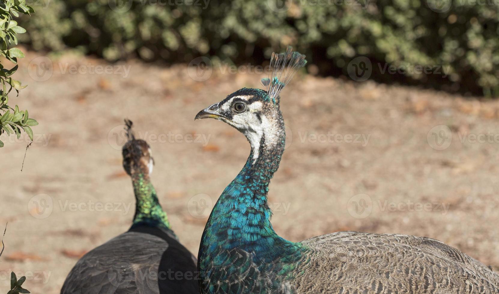 Peacock in a park in Madrid, Spain photo