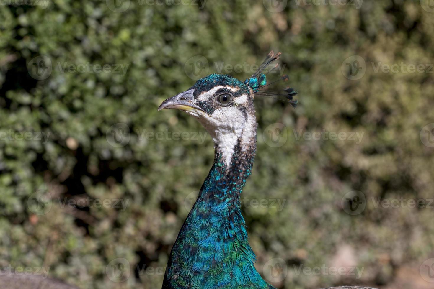 Pavo real en un parque en Madrid, España foto