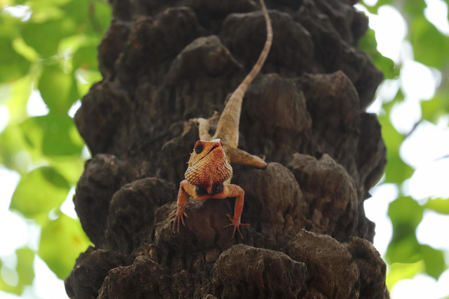 lagarto en árbol foto