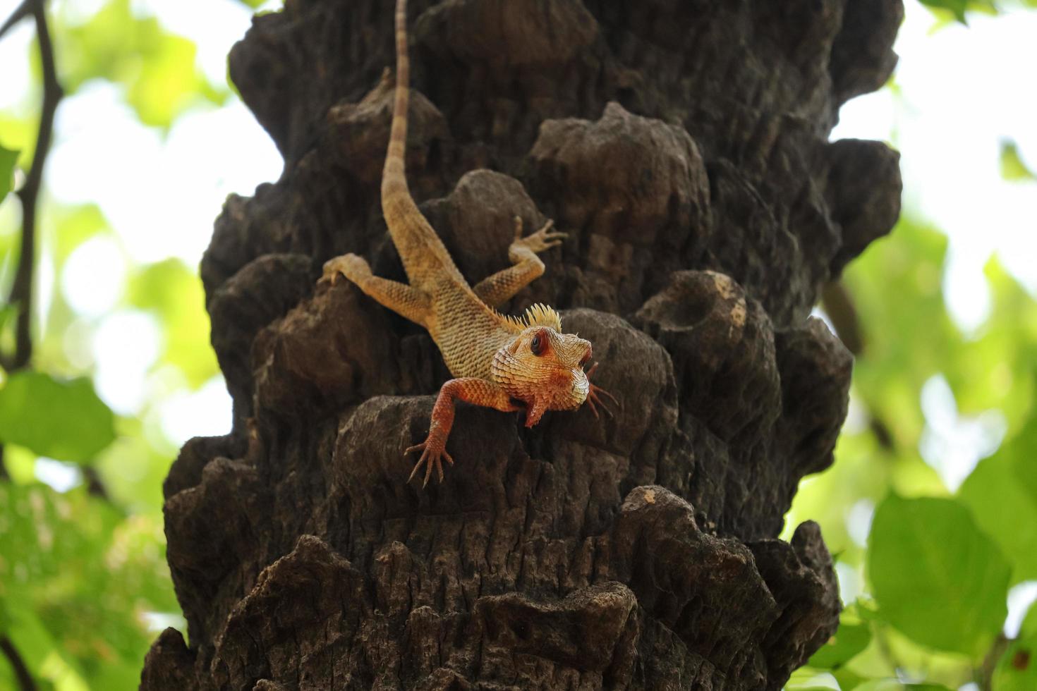 lagarto en árbol foto