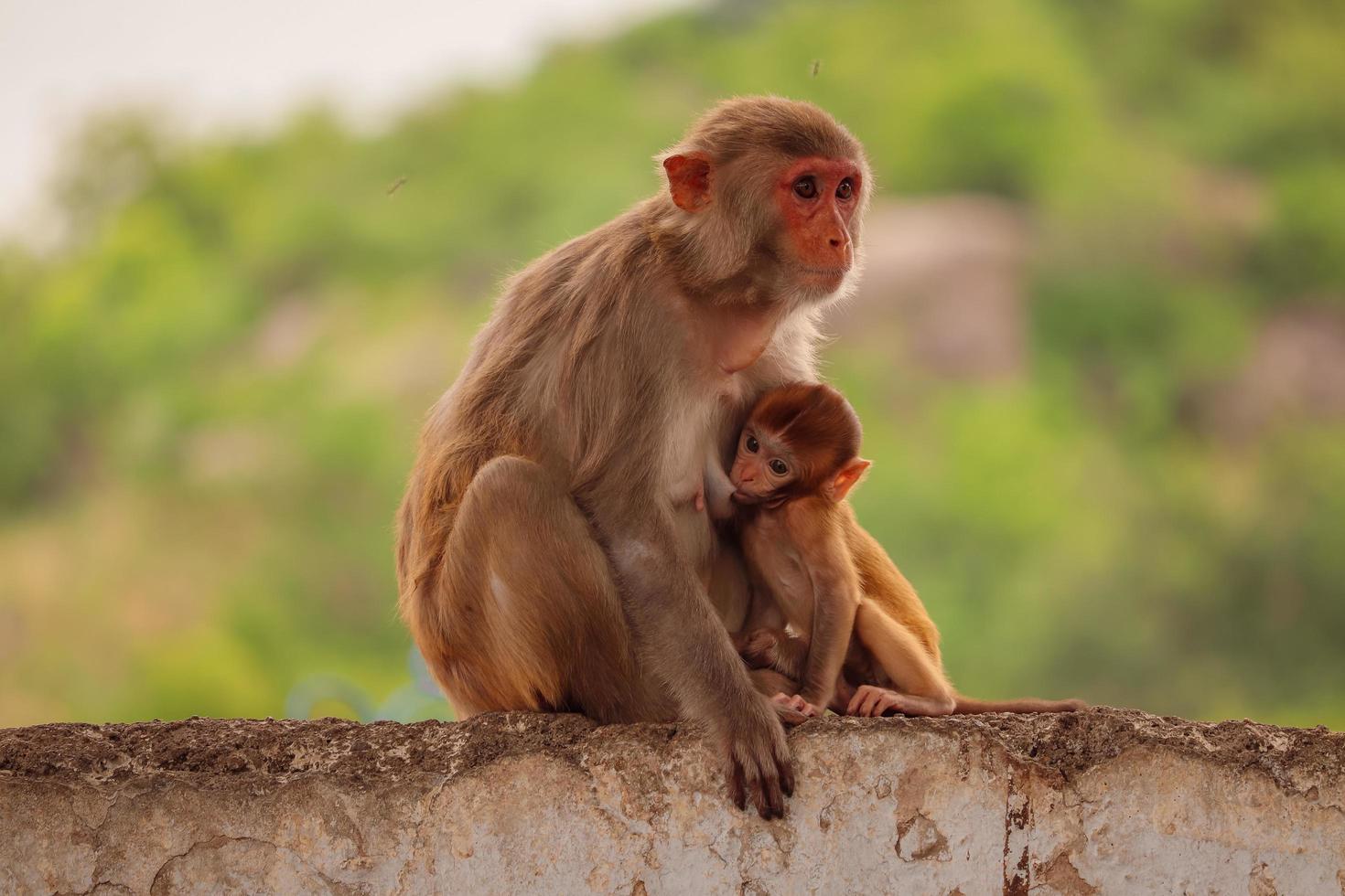 Mother monkey sitting on wall with baby photo