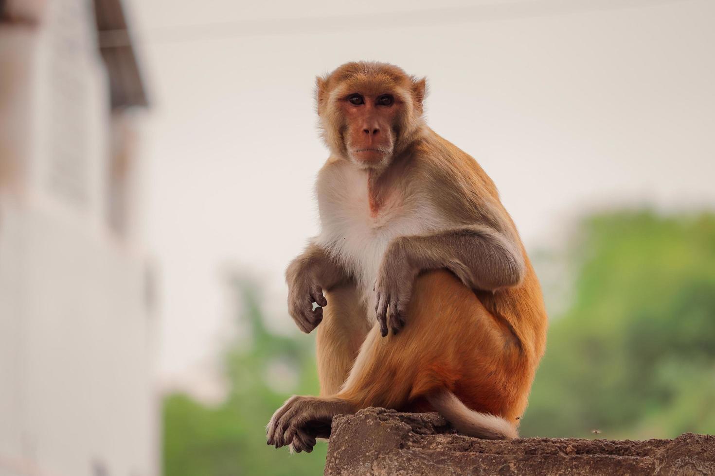 Foto Um macaco branco e marrom sentado em cima de um trilho vermelho –  Imagem de Macaco grátis no Unsplash