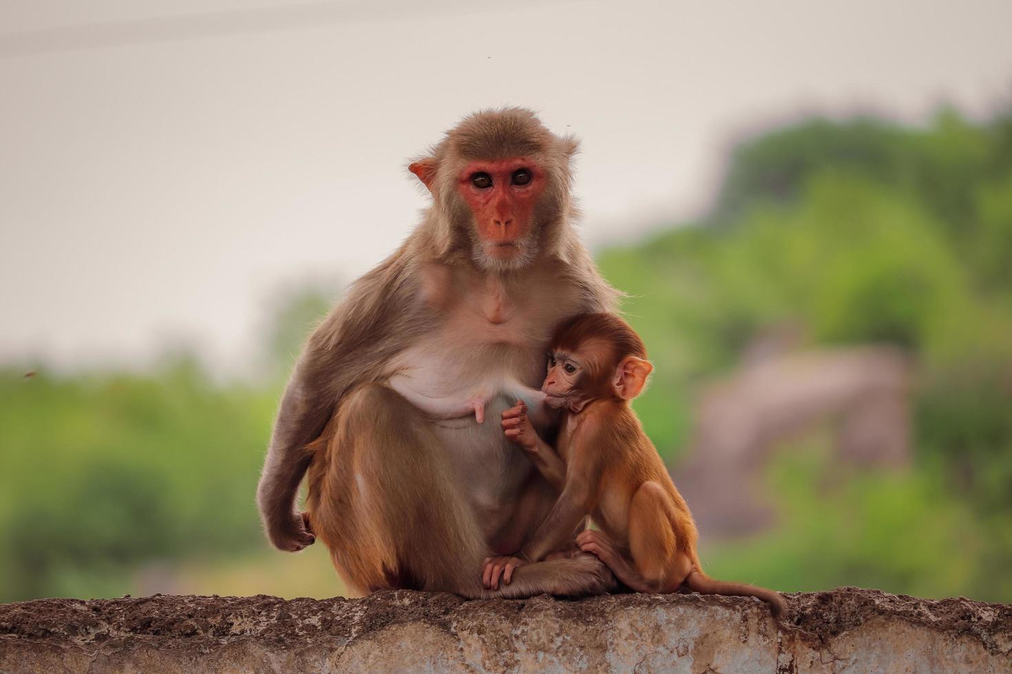 Mother Monkey sitting on wall with baby photo