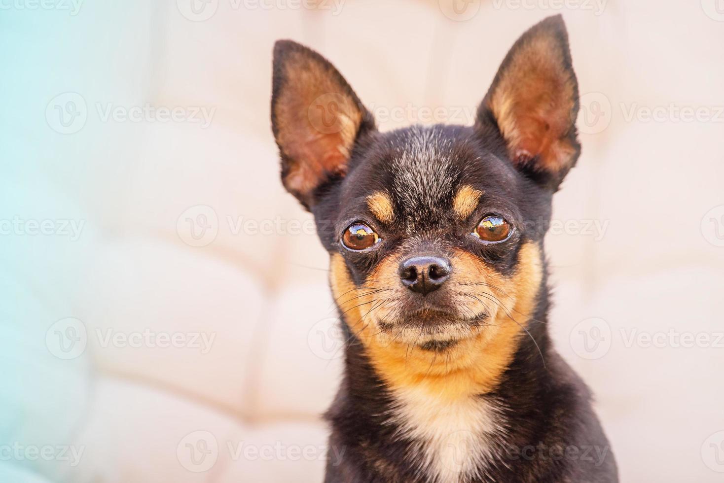perro sobre un fondo beige. mascota. chihuahua negro. Retrato de perro chihuahua negro. foto